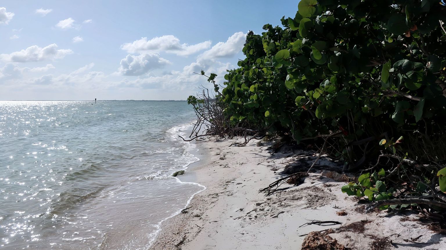 Wooden boardwalk winding through mangroves toward the beach at Clam Pass, Naples