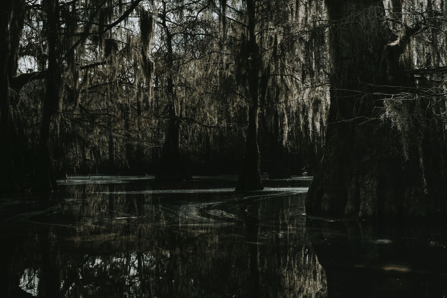 Boardwalk winding through towering old-growth bald cypress trees in warm low light