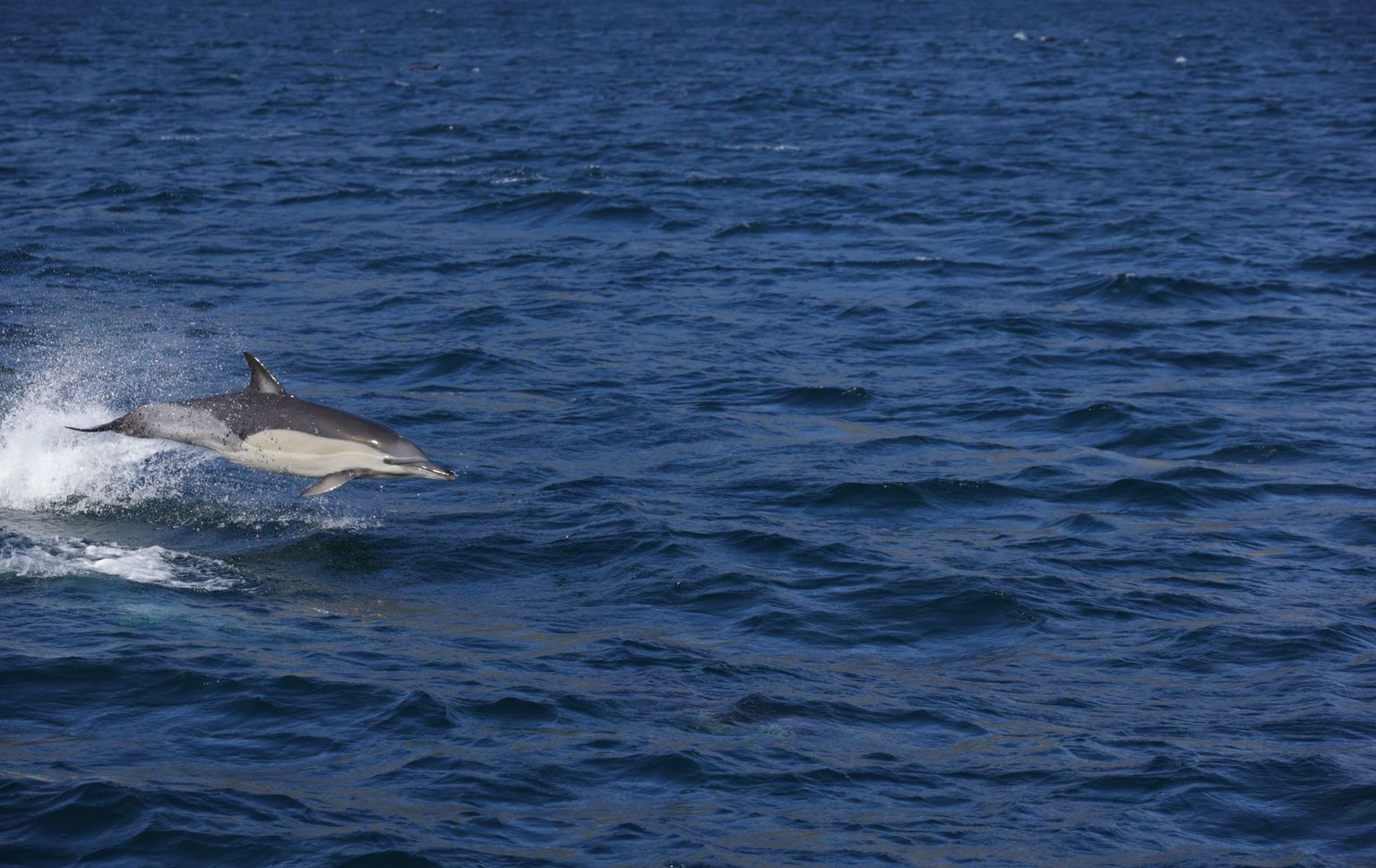 Bottlenose dolphin surfacing in calm bay water near Naples, Florida