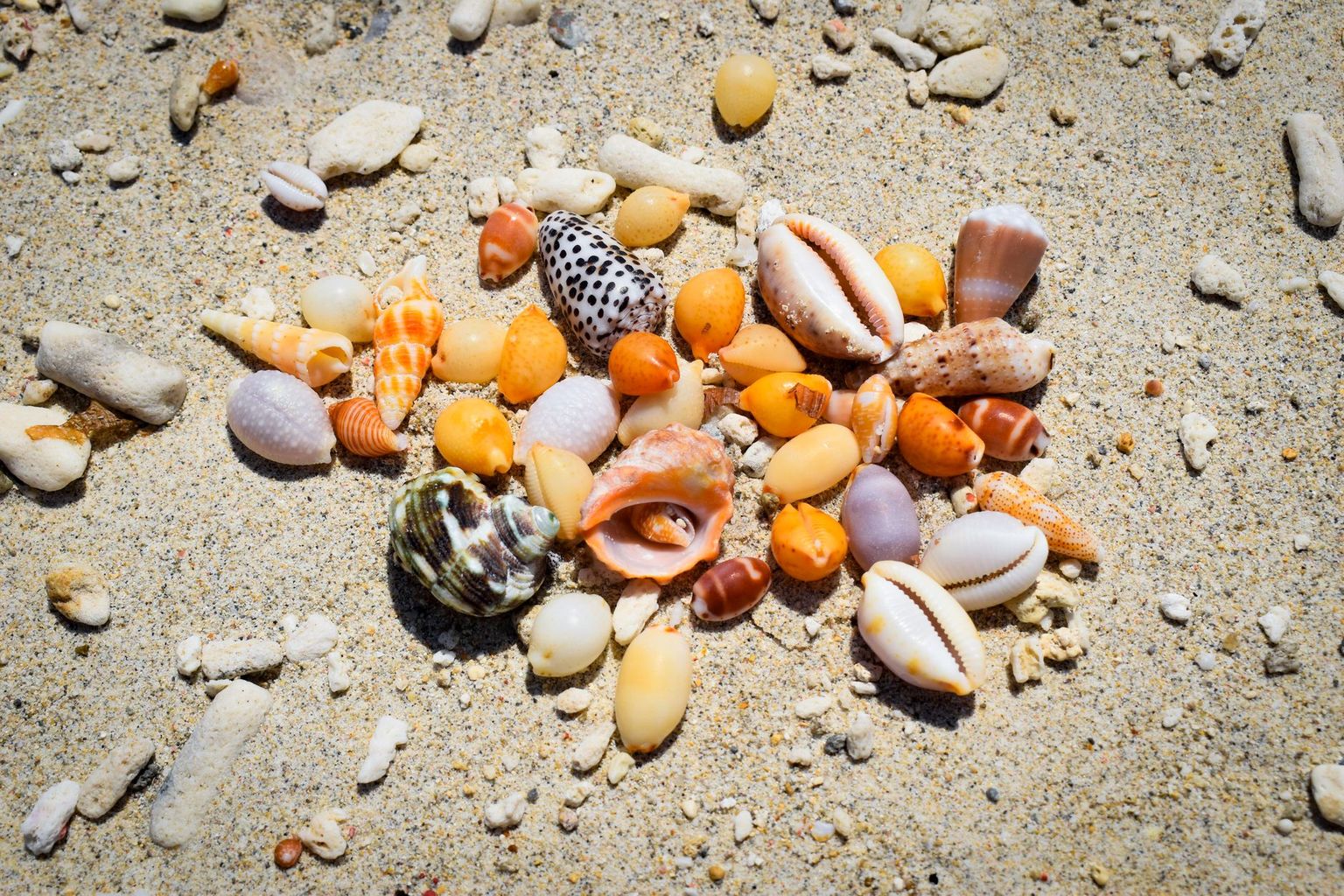 Empty white sand shoreline on Keewaydin Island with shells and driftwood