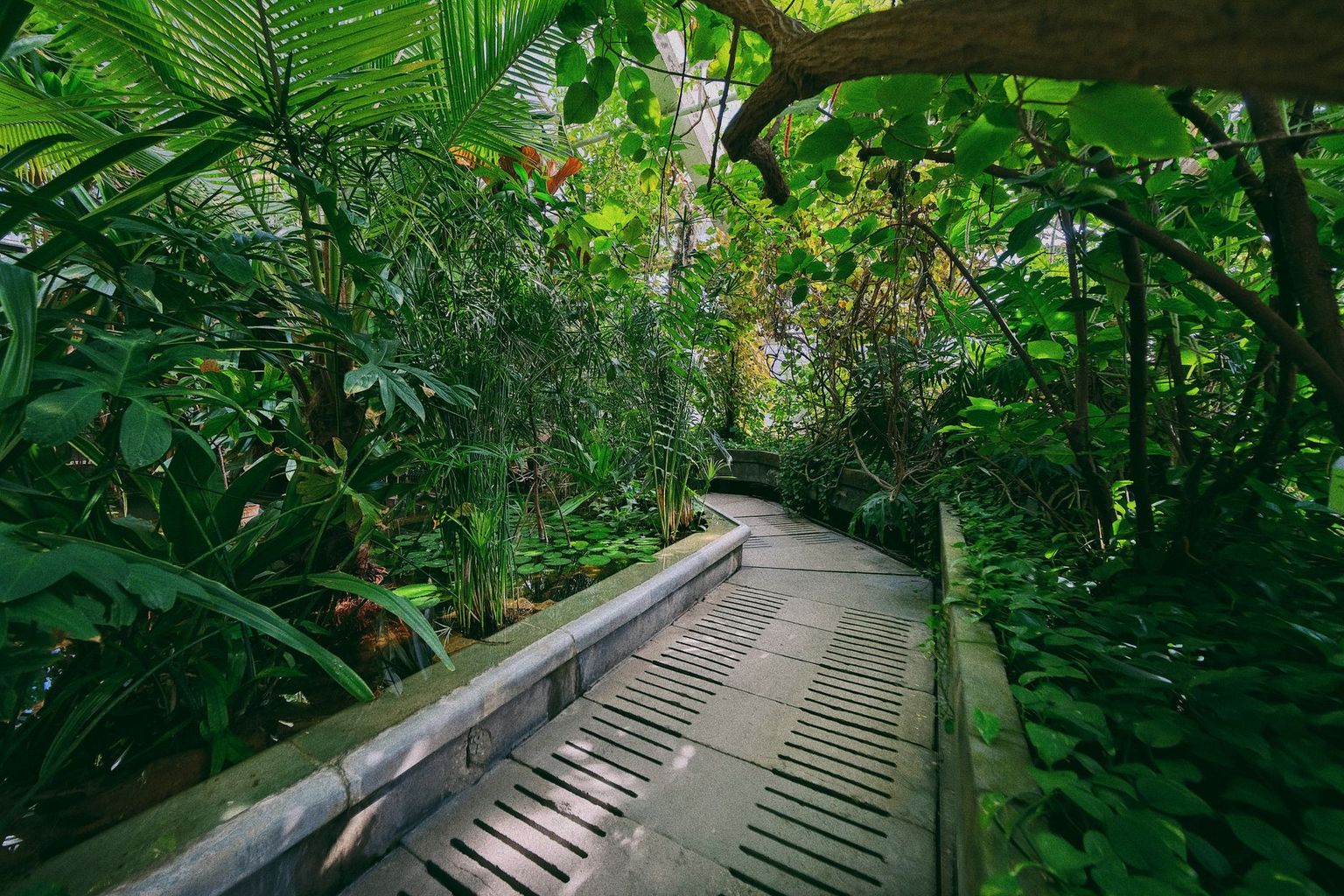 Tropical planting and a reflecting pool at Naples Botanical Garden