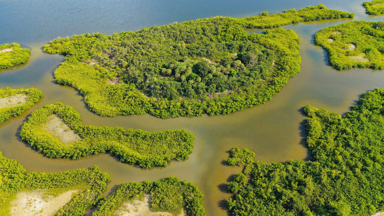 Aerial view of mangrove islands scattered across shallow green water in the Ten Thousand Islands